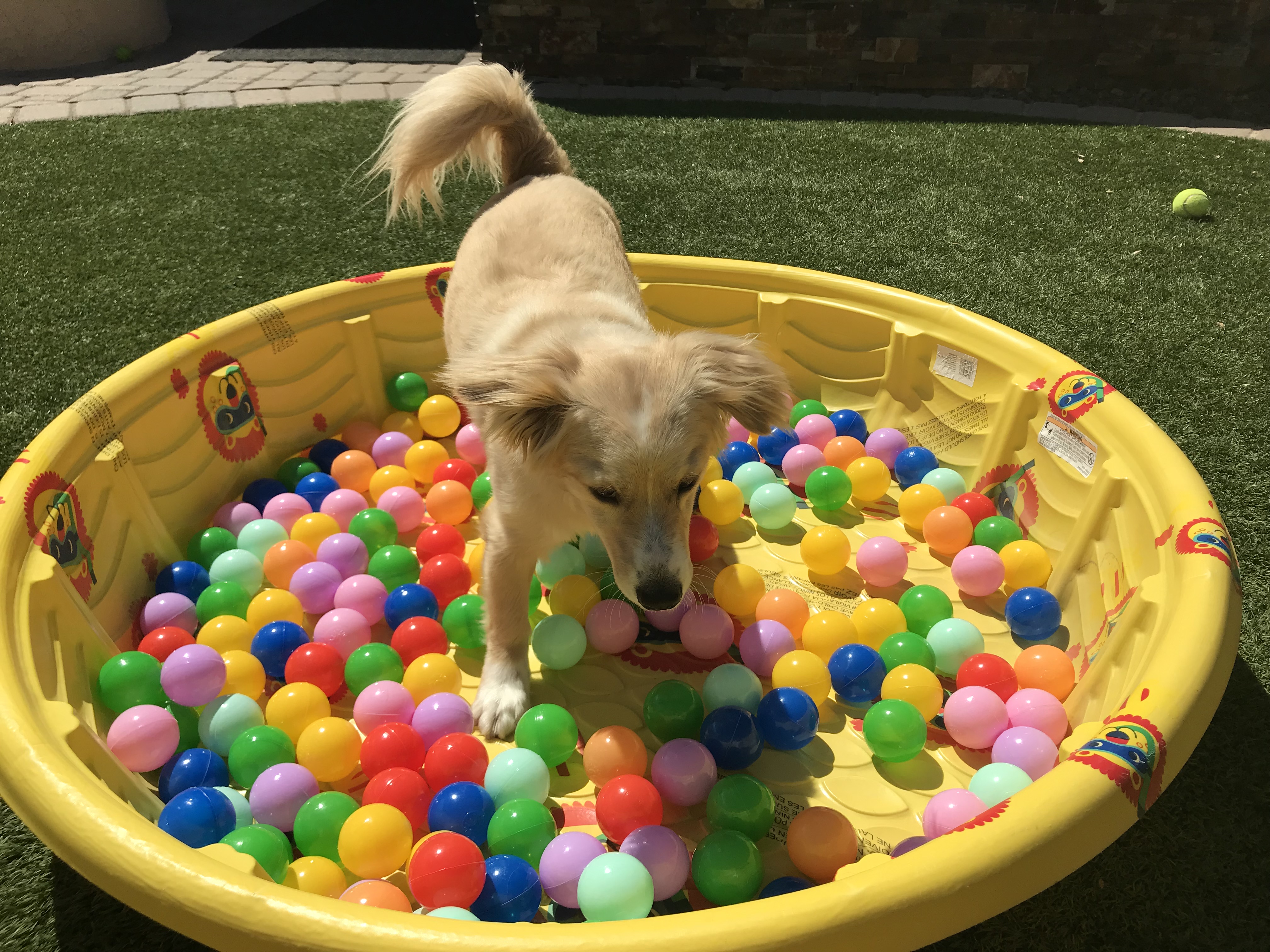 Norterra Pet Nannies's Photo