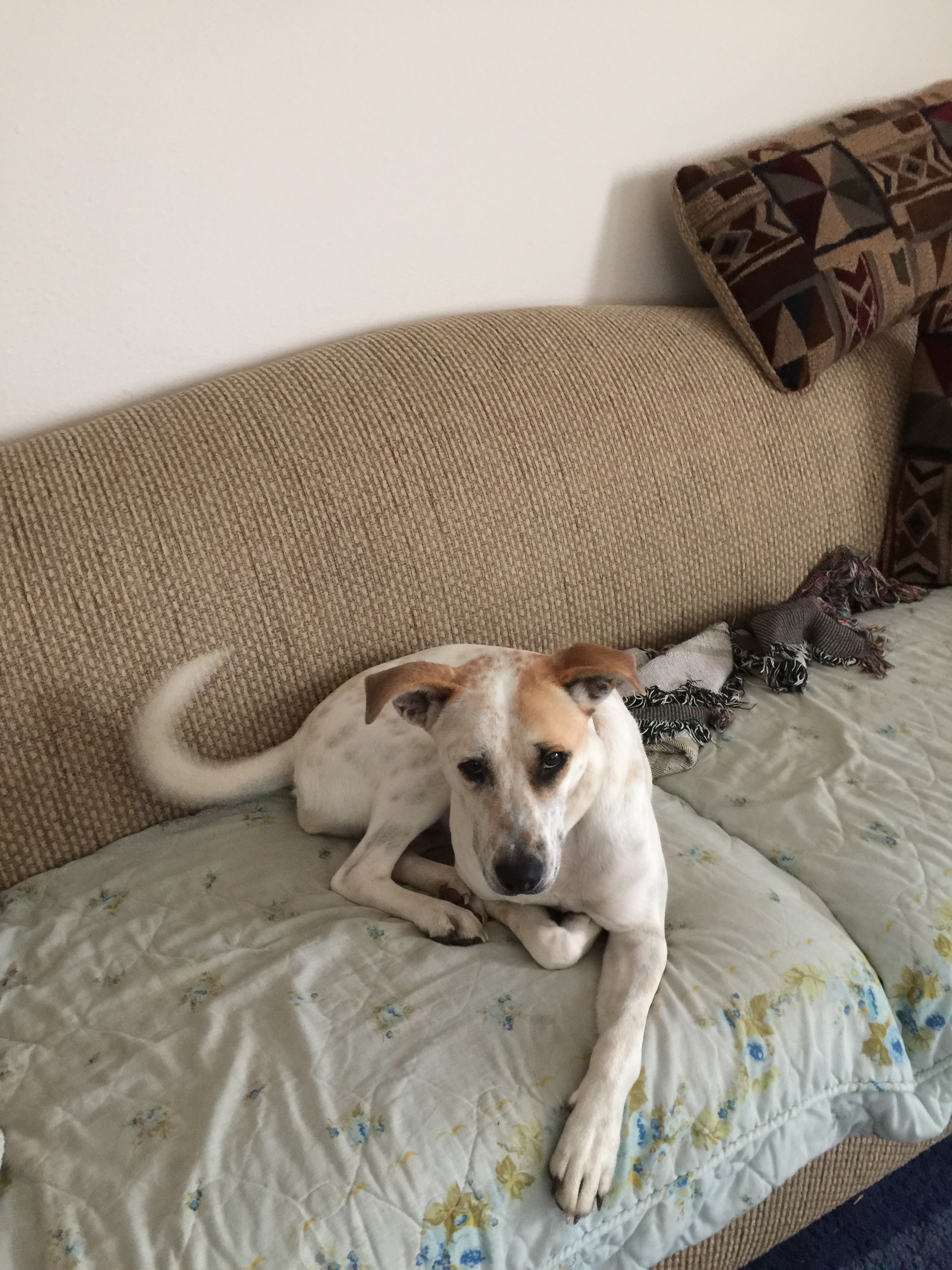 Paula's Paws's Photo