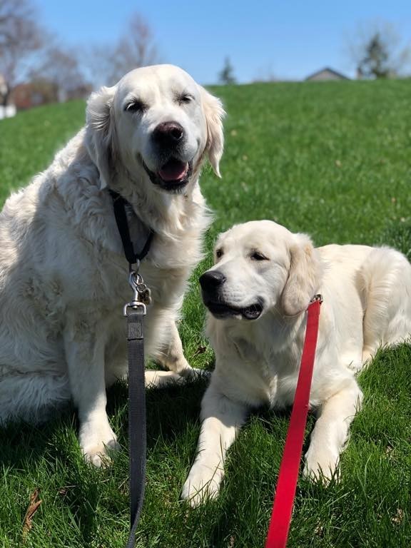 Wags2Whiskers Pet Services LLC's Photo