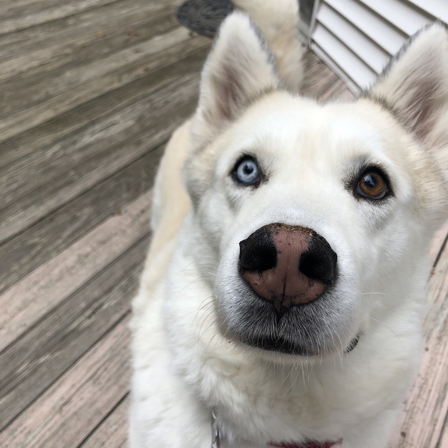 Cozy Home Pet Sitting's Photo