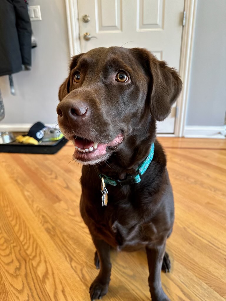 Fetch! Pet Care of Central Chicago's Photo