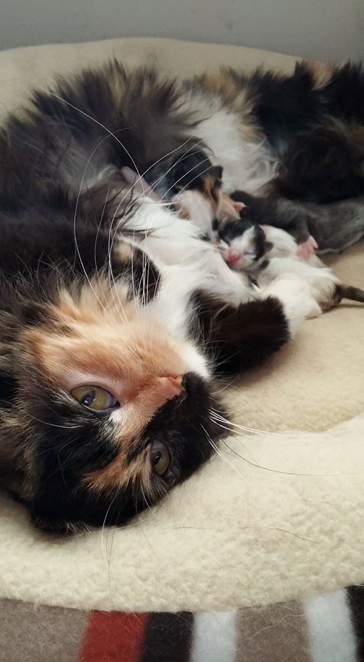 Pawtastic! Pet Care LLC's Photo