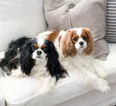 Peak Paw Sitting's Photo