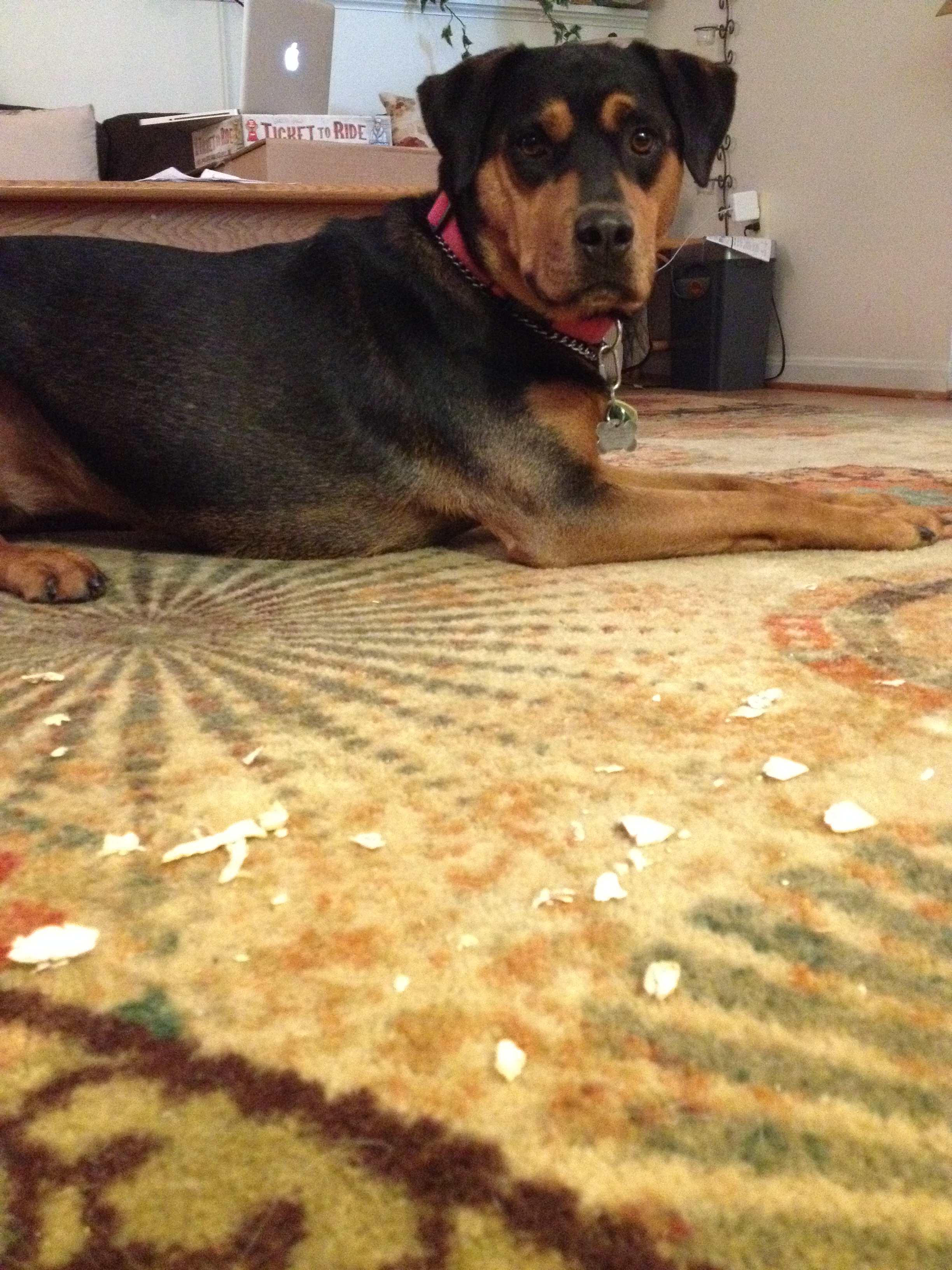 Aspen Hill Dog Care's Photo