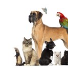 Pet Care of Metrowest