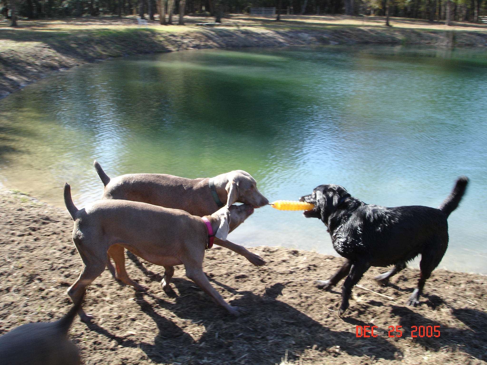 Silversmith Farm Boarding Kennel LLC's Photo