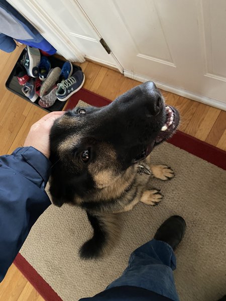 Connell's Dog Training LLC's Photo