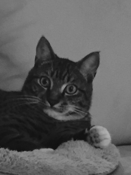Pawsitive Pet Care's Photo