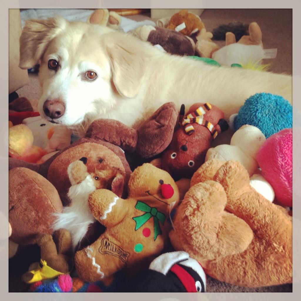 Conforta Animale's Photo