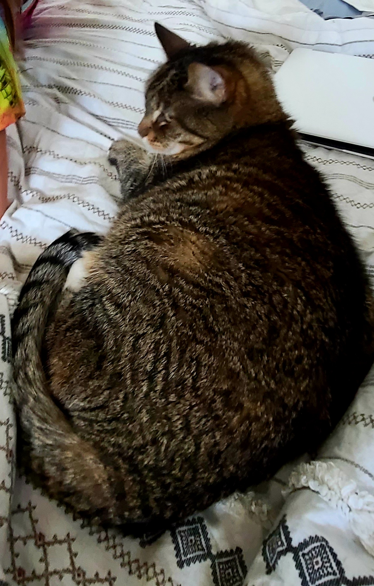 Stephany Johnson - Pet Care's Photo
