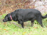 On the Go Pet Services's Photo
