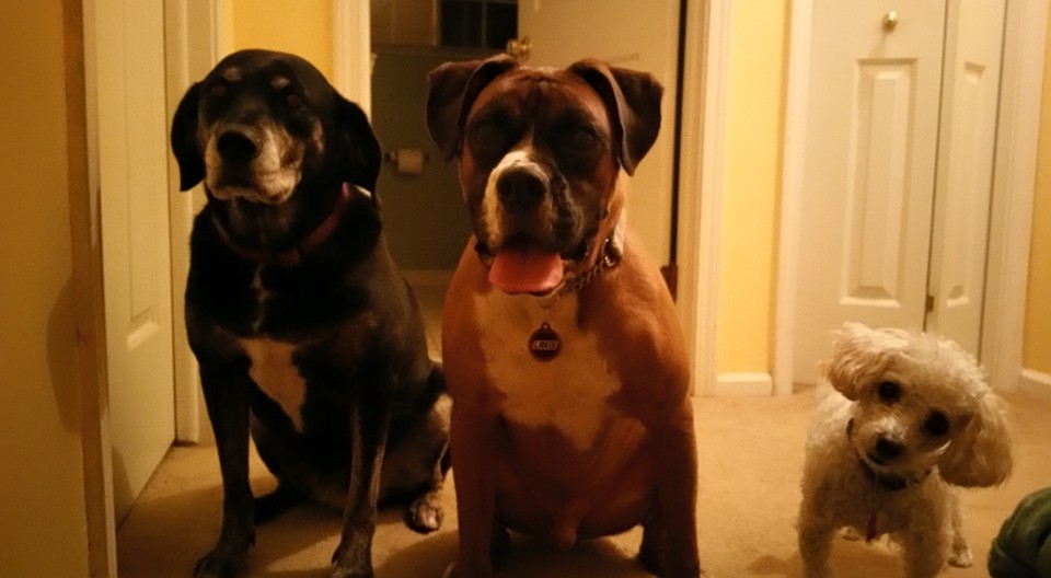 Derb's In-Home Pet Sitting's Photo