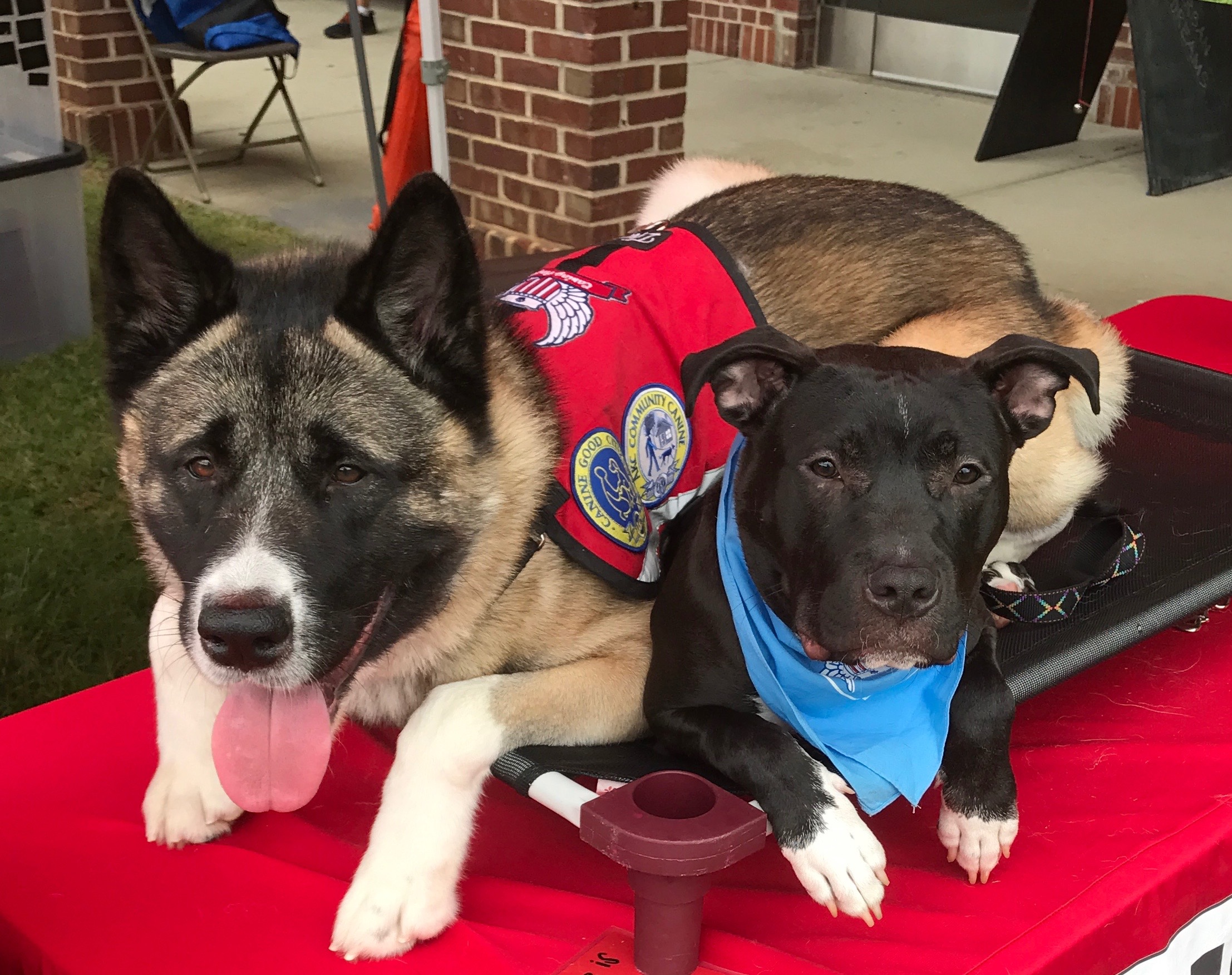 Doggy Trains's Photo