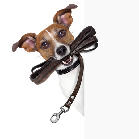 St. Johns Dog Walkers's Photo