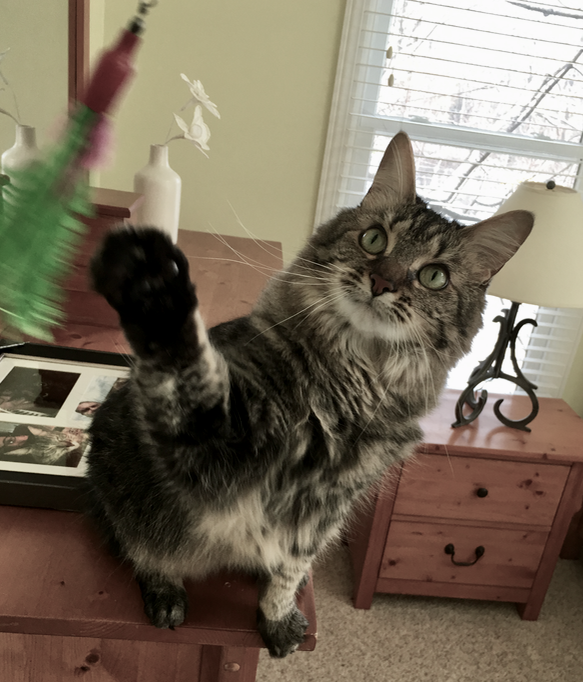 Bohemian Catsody's Photo