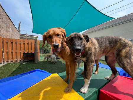Four Paws Pet Services