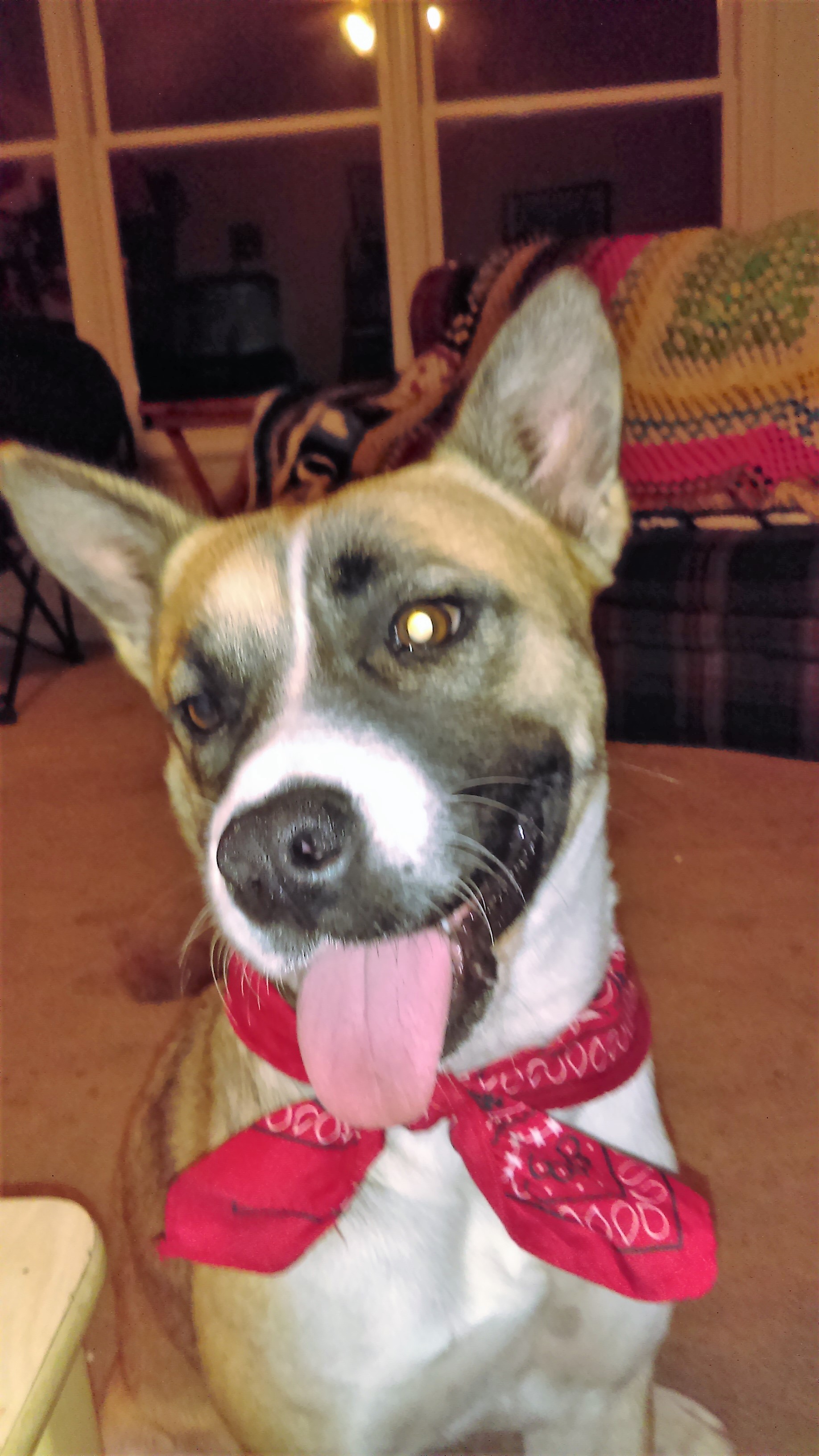 Canine Problems?'s Photo