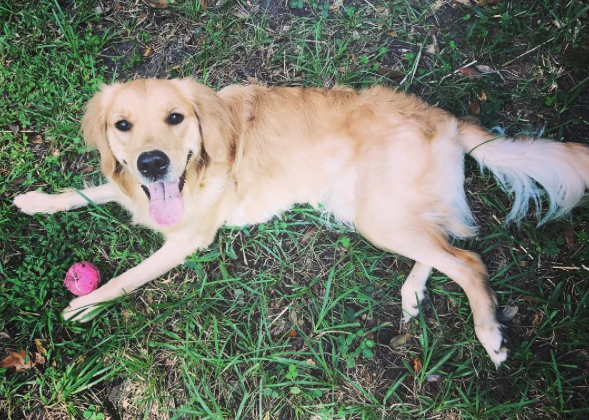 We Love Pups's Photo