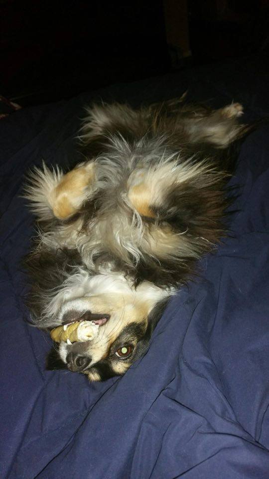 S N' L Pet Stay and Play's Photo