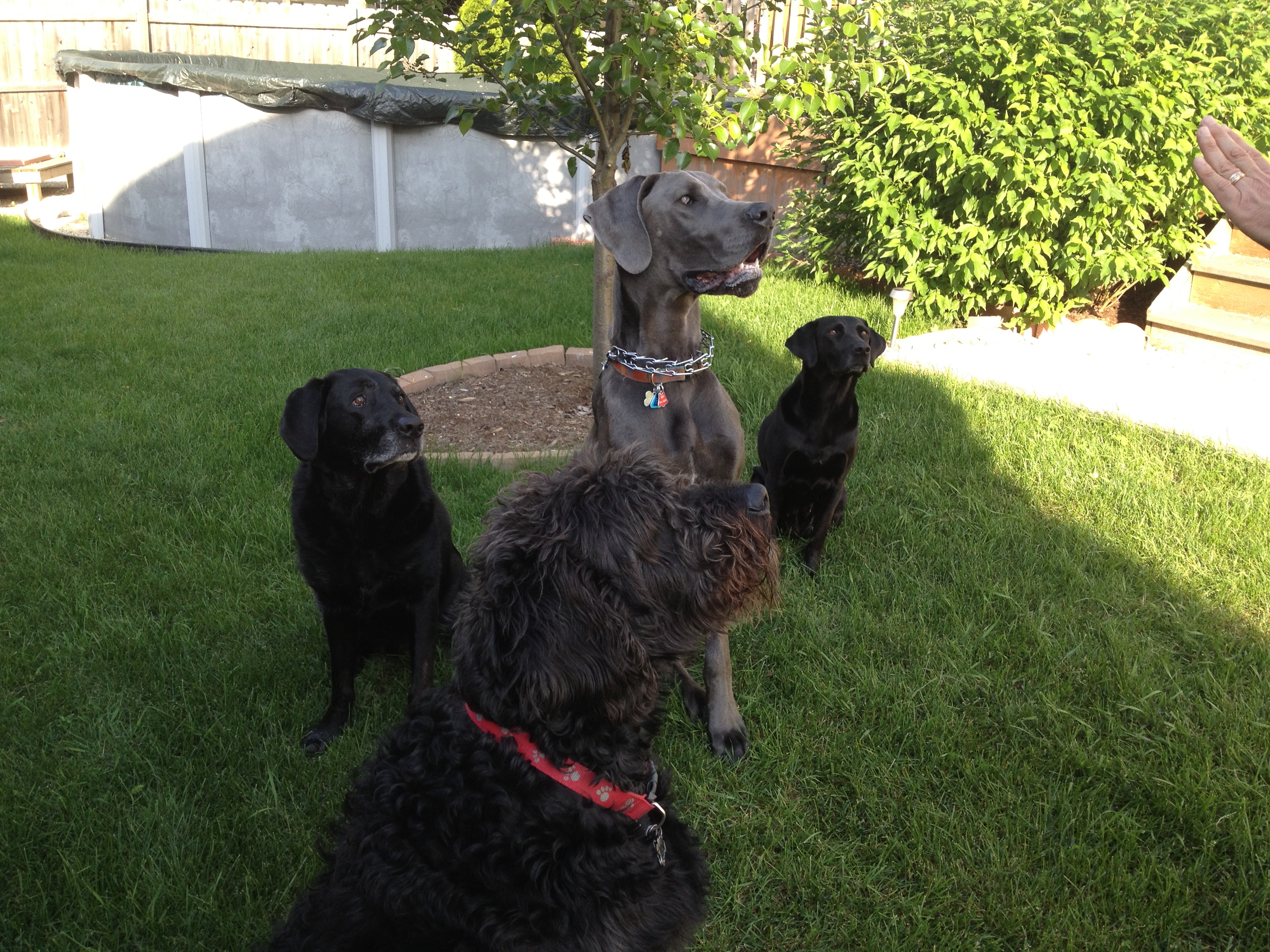 All 4 Paws Walking's Photo