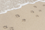 Paws On The Beach