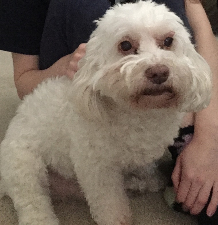 Kelly's Pet Services-Irmo's Photo