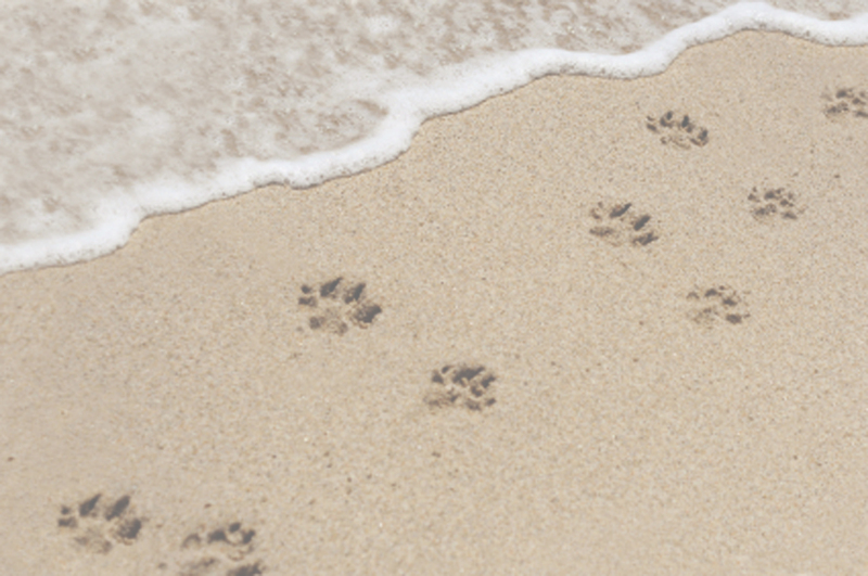 Paws On The Beach's Photo