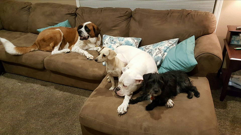 Serenity Pet Care's Photo