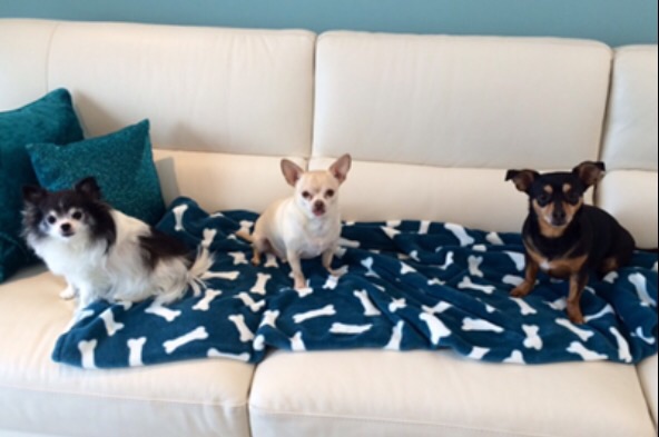 Bed & Biscuit Pet Resort's Photo