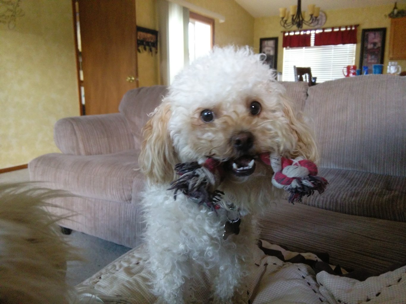 Walk N Roll Pet Services's Photo