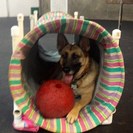 Bring Rover Over Dog Training LLC