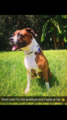 Revolution Dog Training