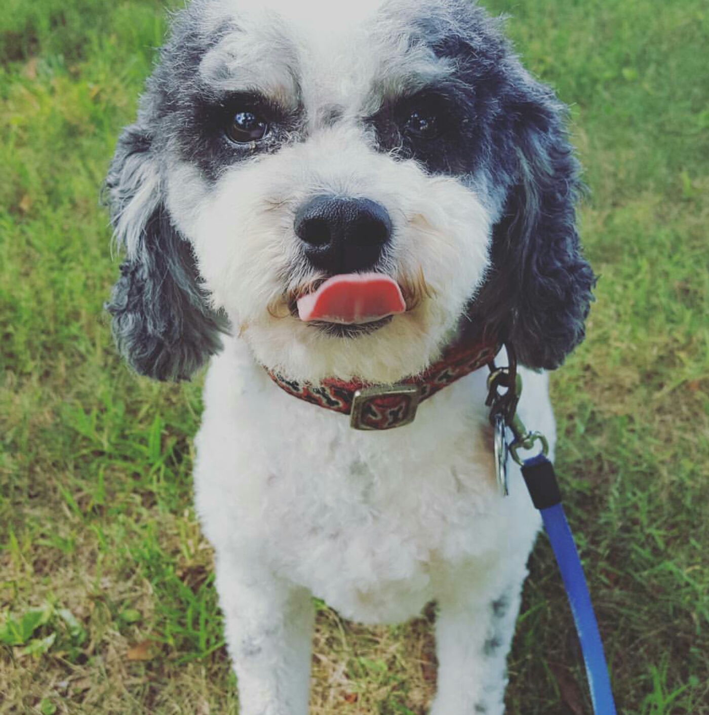 Greenwich Canine Concierge's Photo