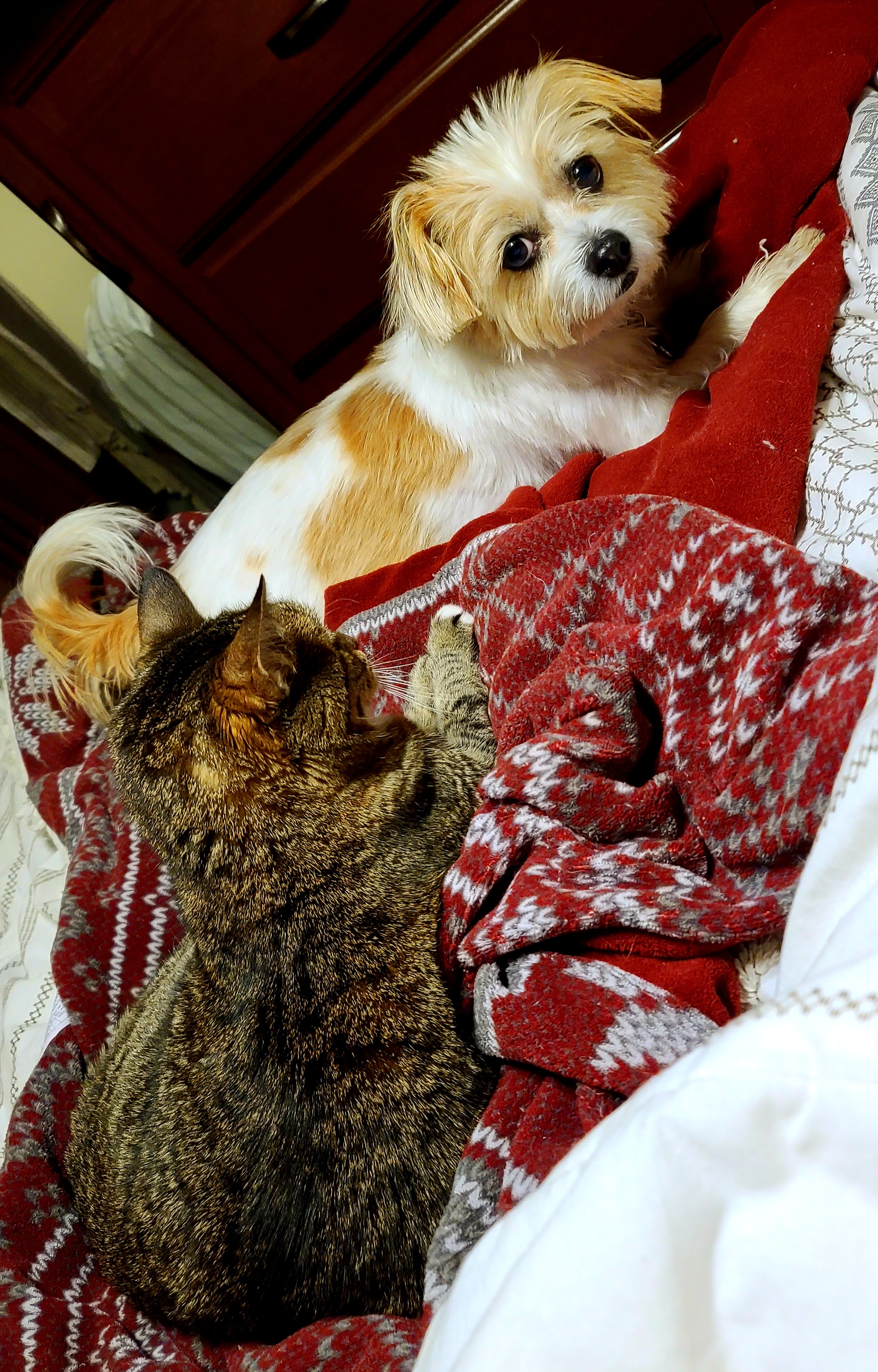 Stephany Johnson - Pet Care's Photo