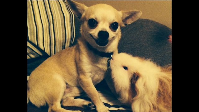 Baltimore Companion Animal Society (BCAS)'s Photo