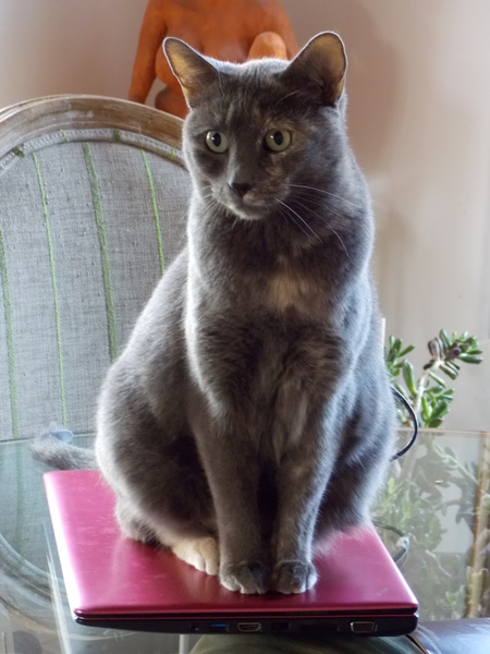 The Cat Concierge, Santa Fe