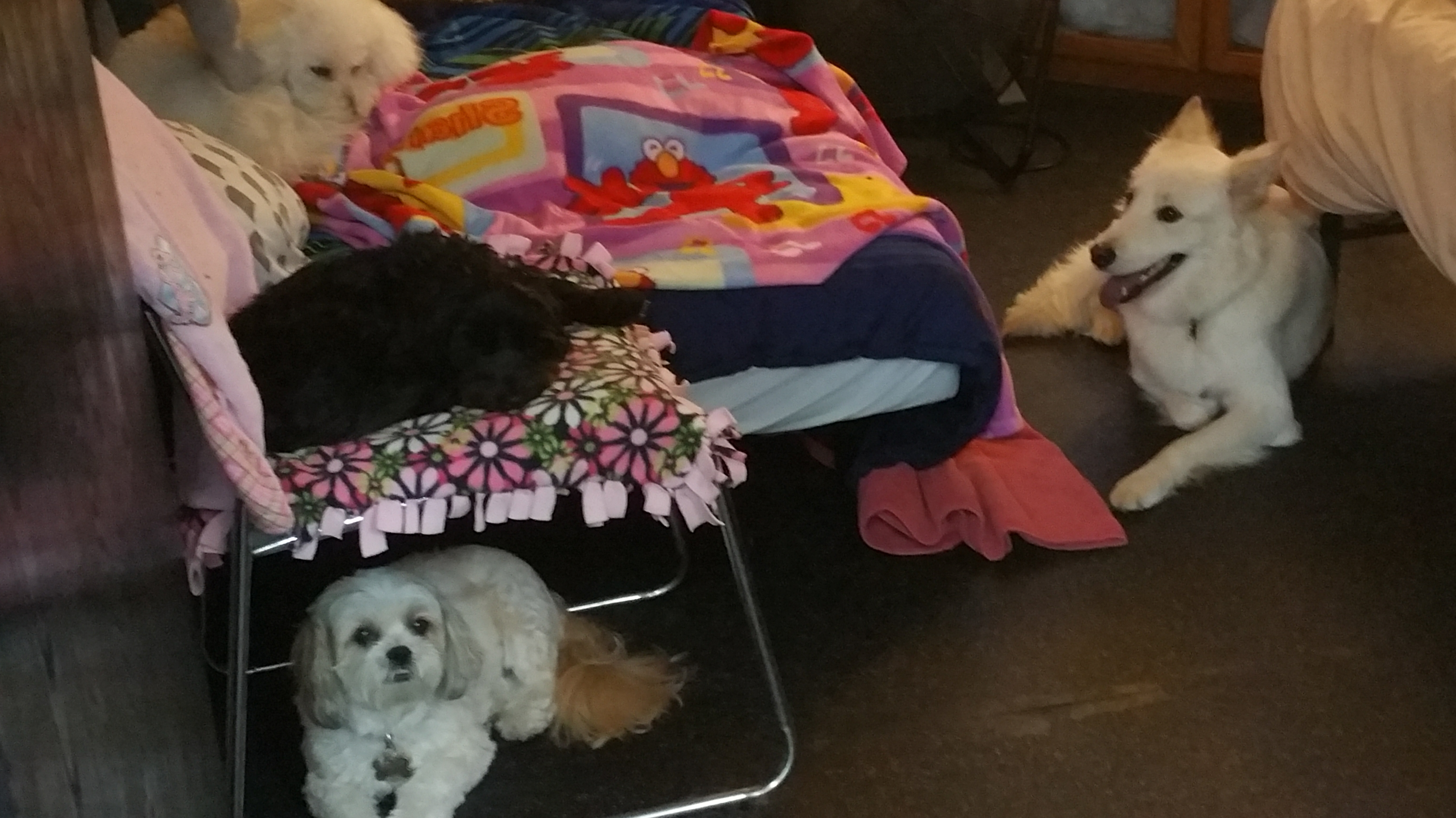 Your Animals Best Friend's Photo