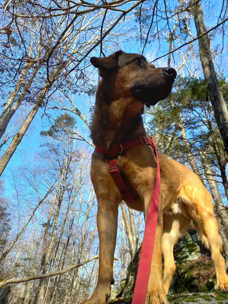 Shoreline Happy Paws LLC's Photo