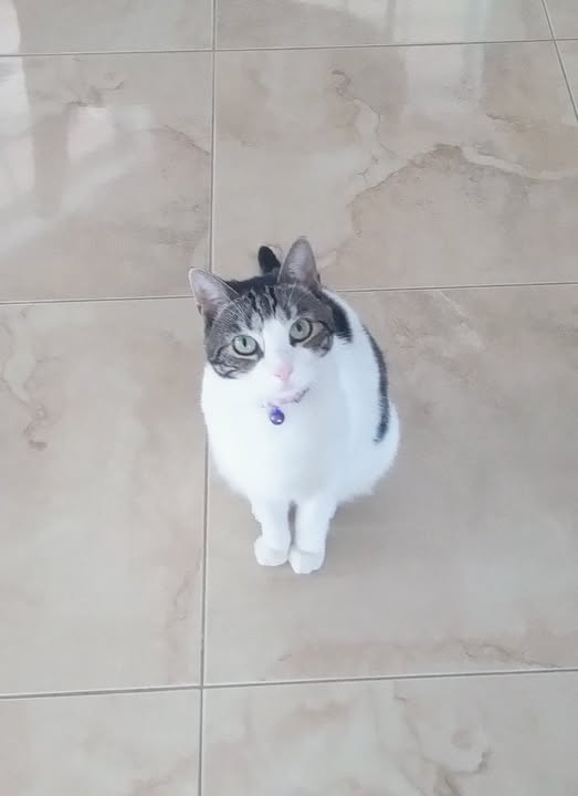 Angel Care Pet Sitting & Services LLC's Photo