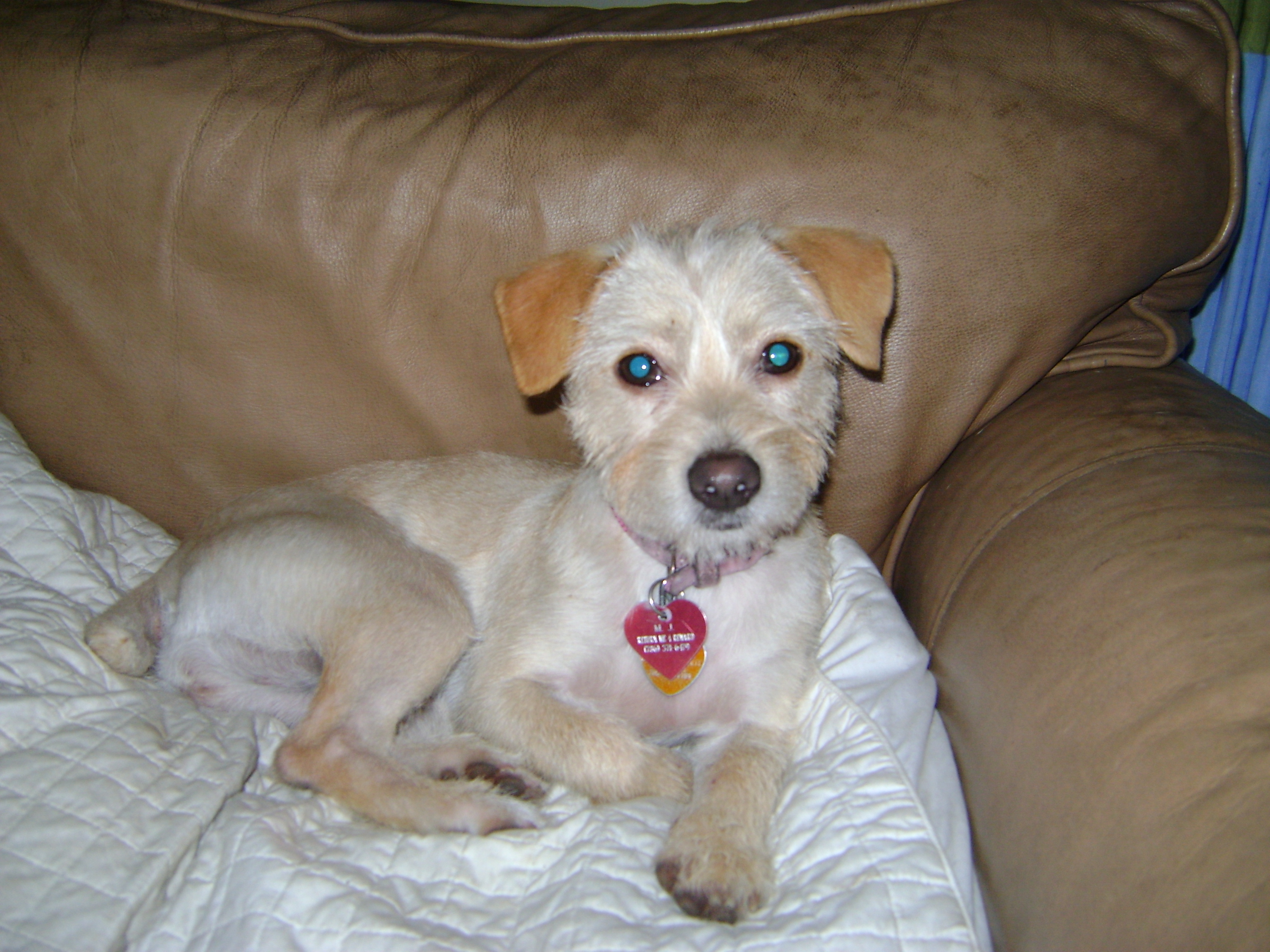 Murphy's Place for Dogs's Photo