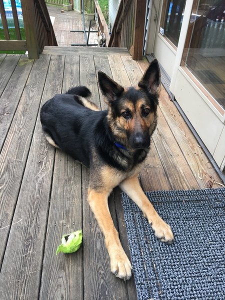 Canine behavior solutions and hot sale obedience