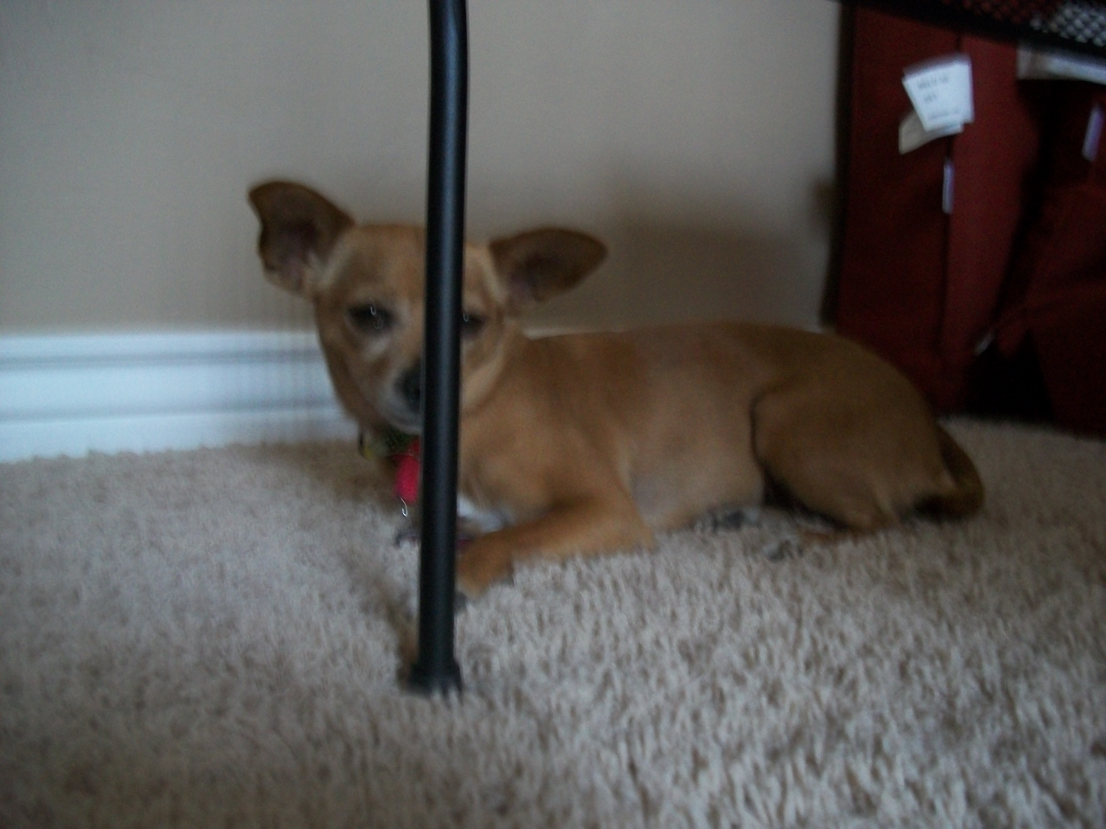 Slick Dog Sitting's Photo