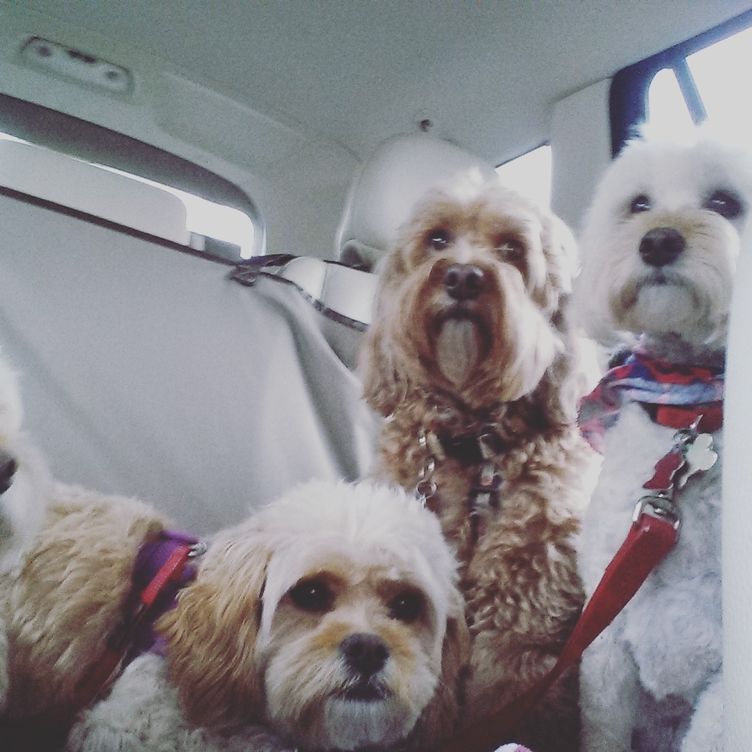 Greenwich Canine Concierge's Photo