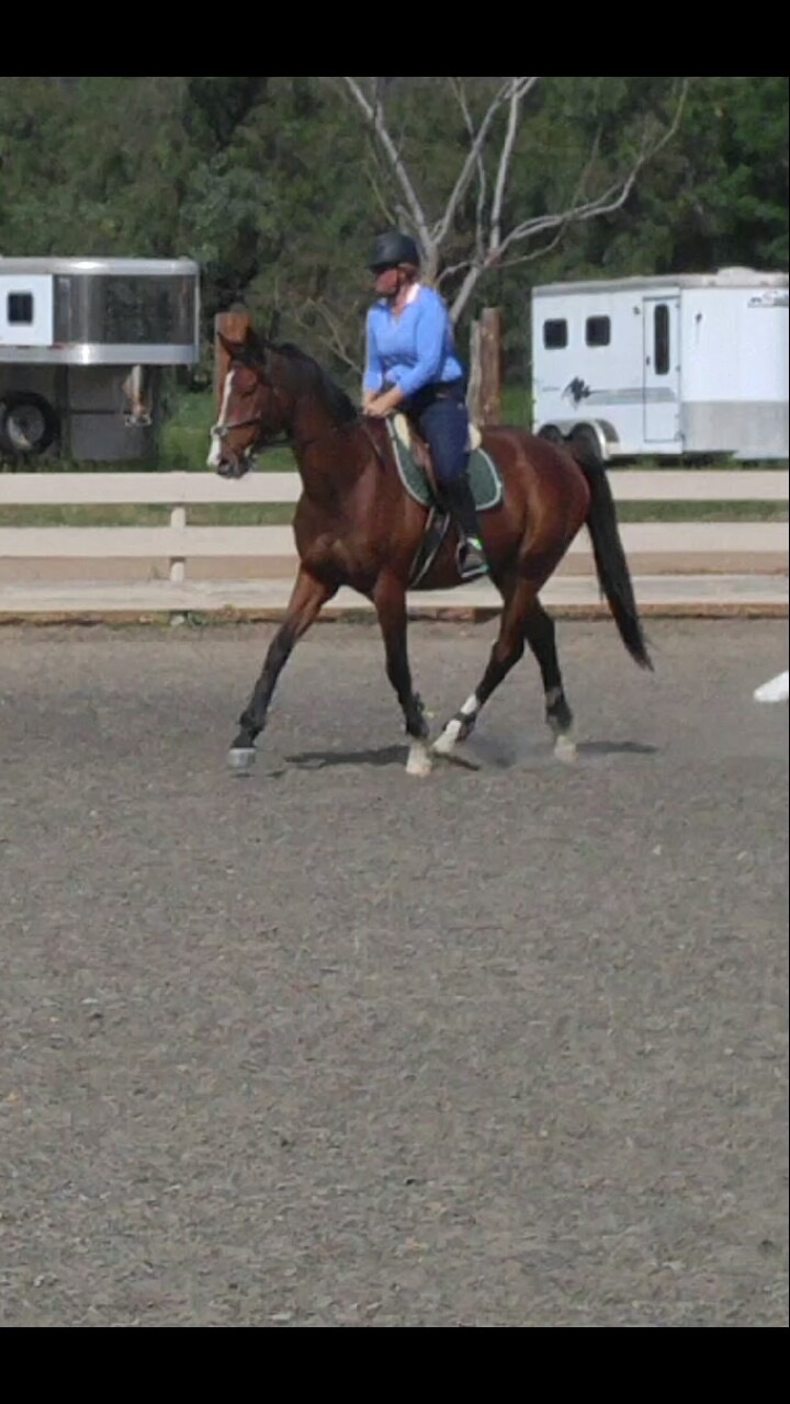 Serenity Horse Training's Photo