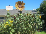 Sunny Days In Home Day Care