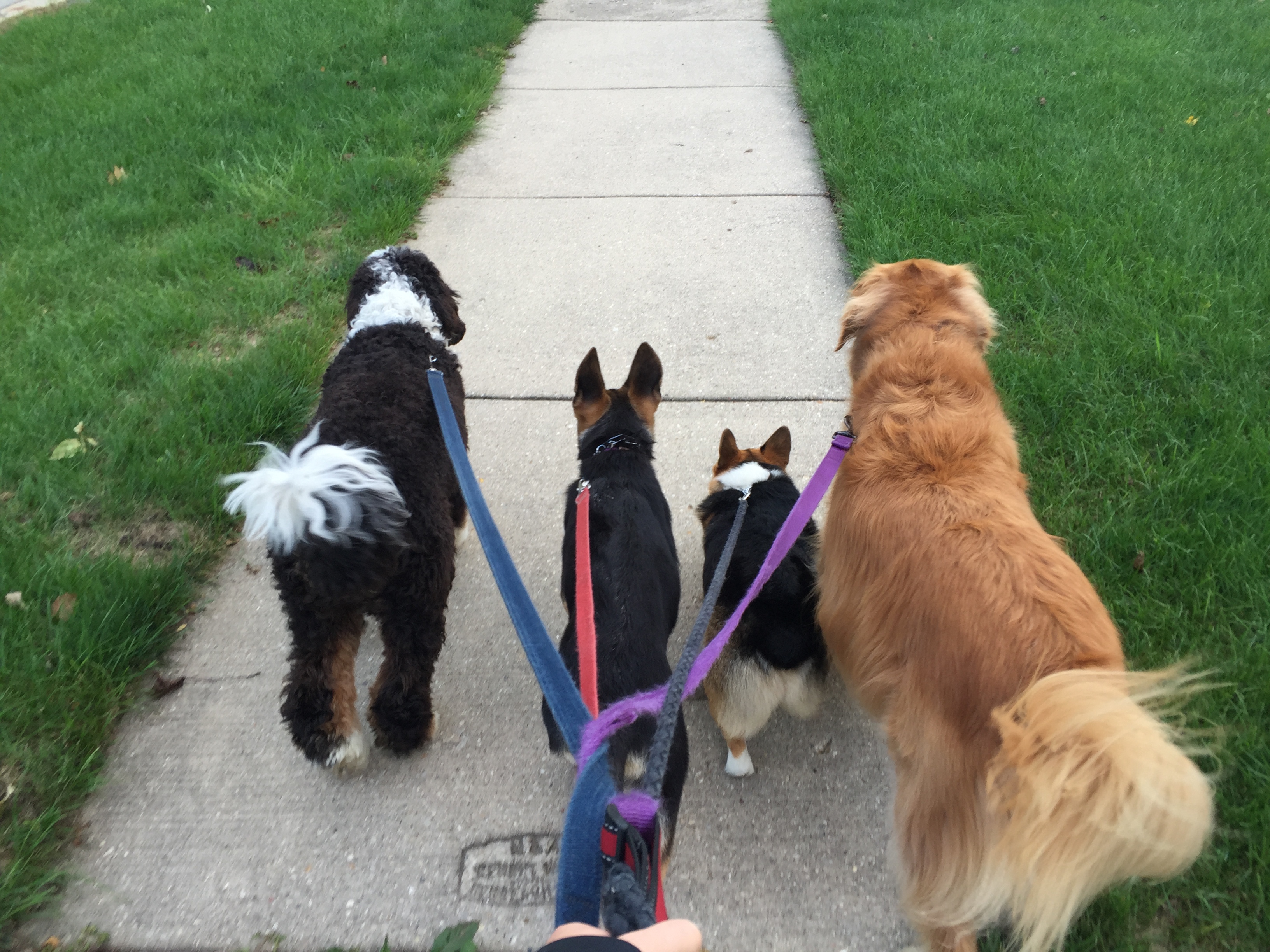 Mutts in a Rutt's Photo