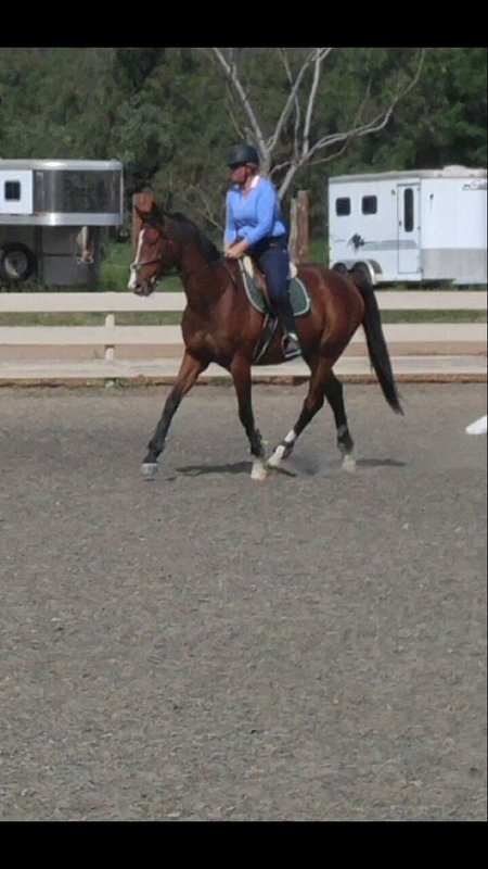 Serenity Horse Training