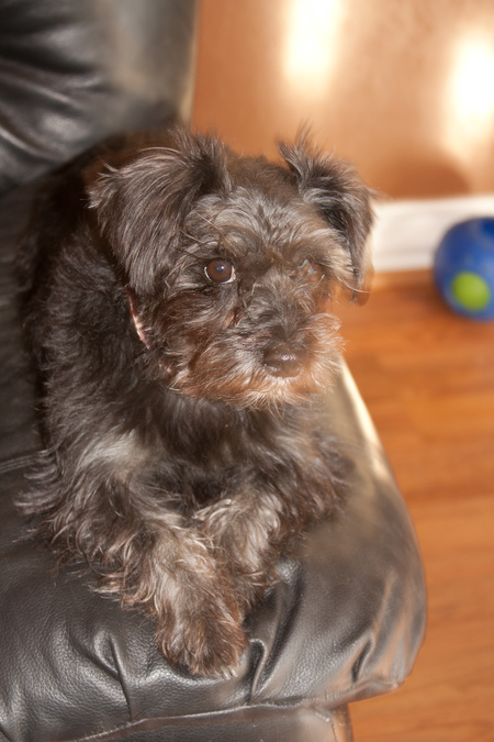 Gabriel's Guardians- Pet Care Services's Photo
