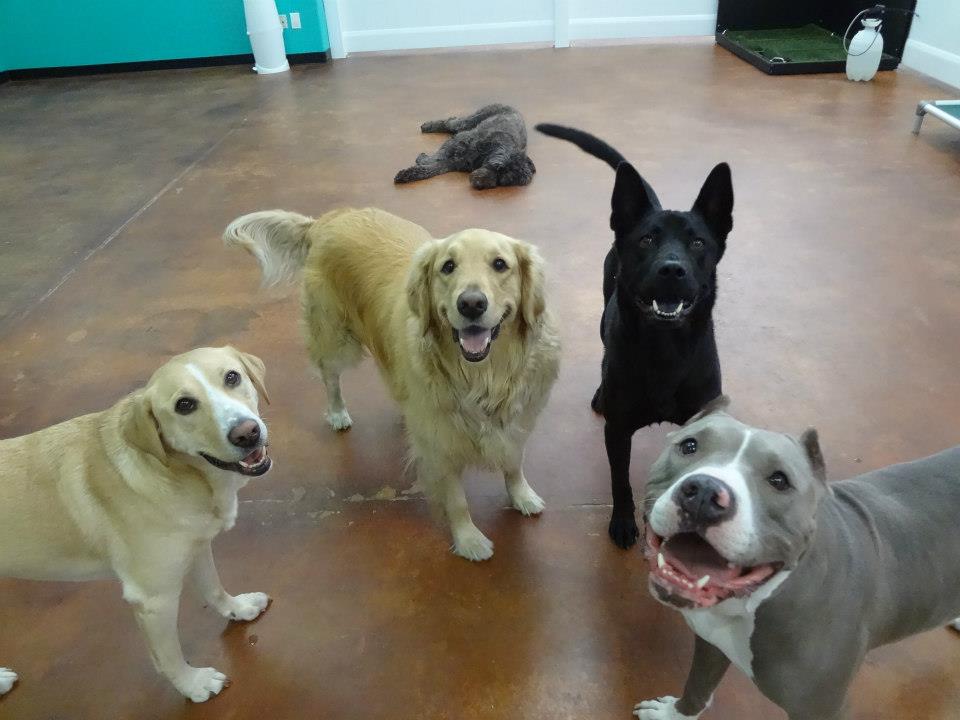 Hot Diggity Dog's Photo