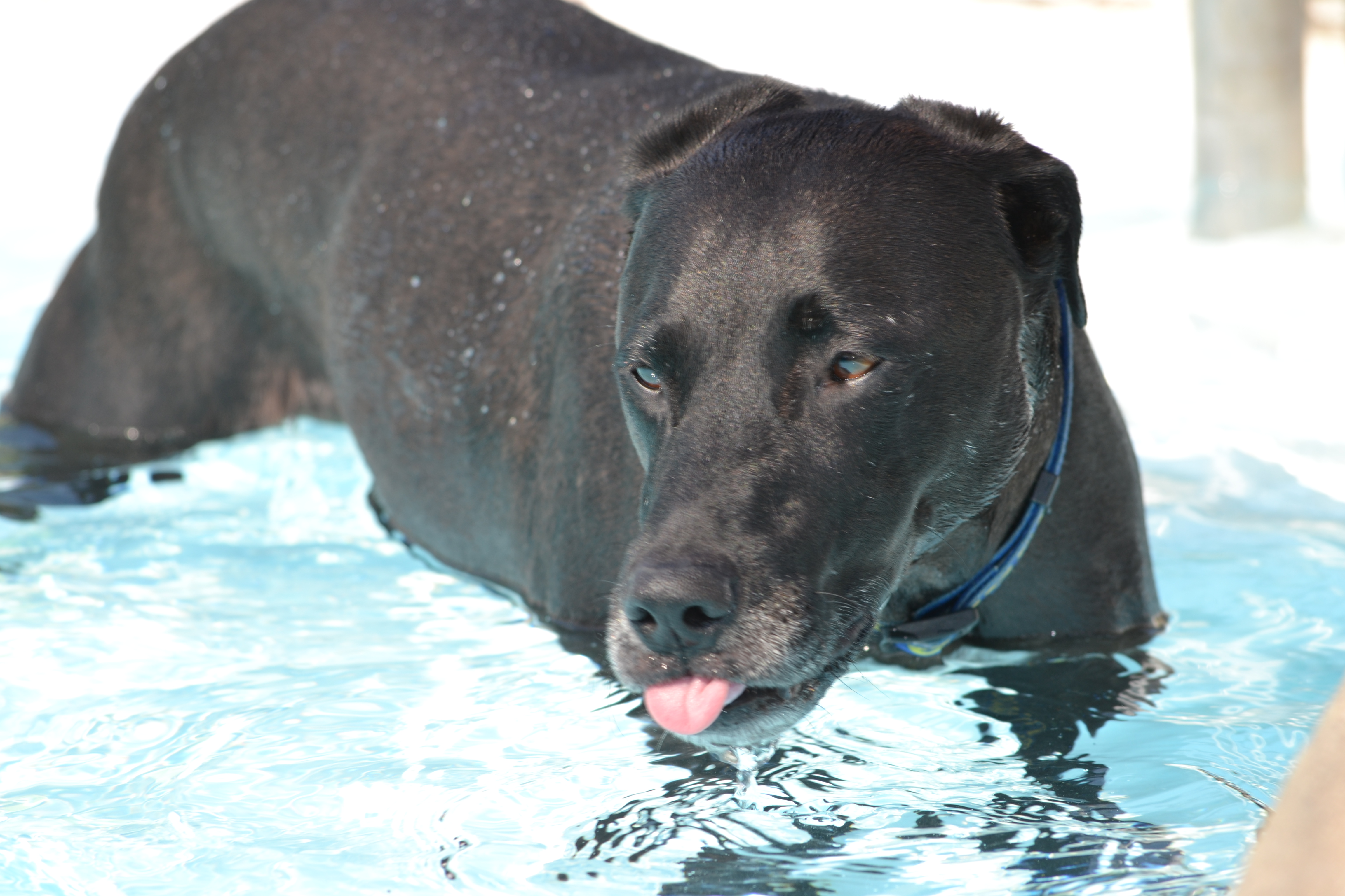 TLC Pet Sitting Pros's Photo